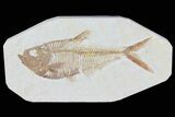 Detailed, Diplomystus Fossil Fish - Wyoming #79976-1